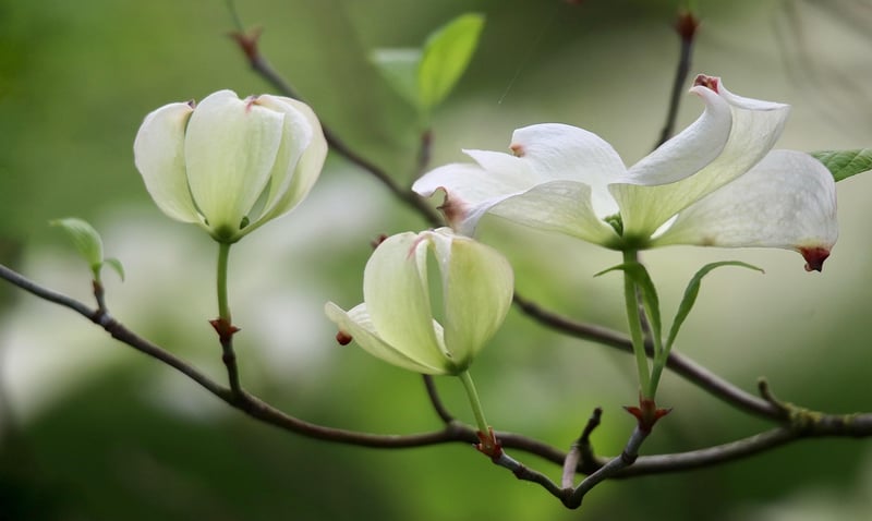 Foxglove