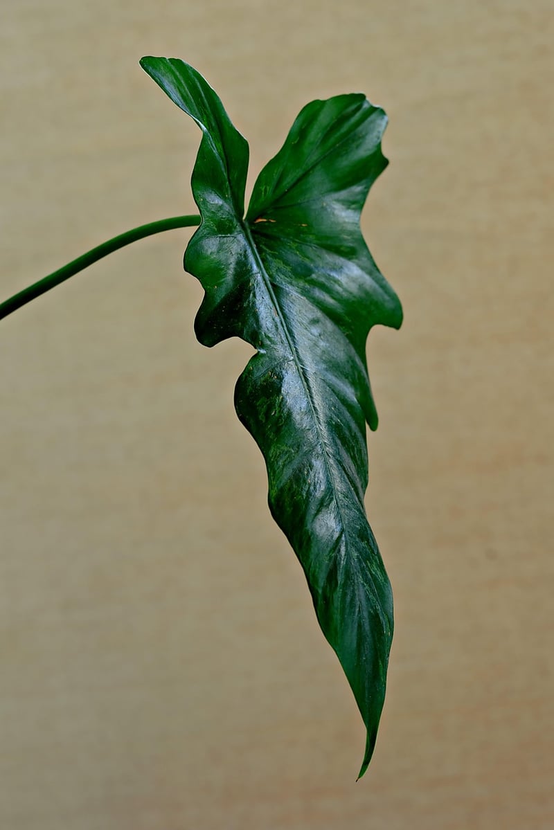 Mandrake Root