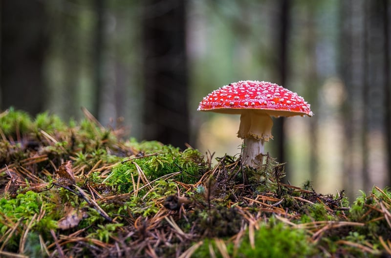 Pixie Haven