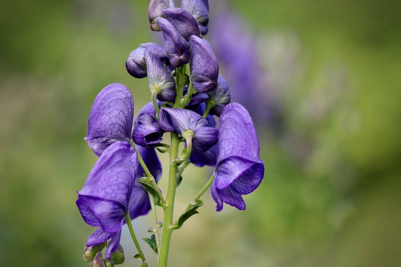 Wolfsbane